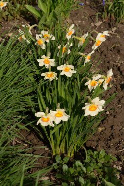 Narcissus, Narcissus, Marcis (Narcissus)