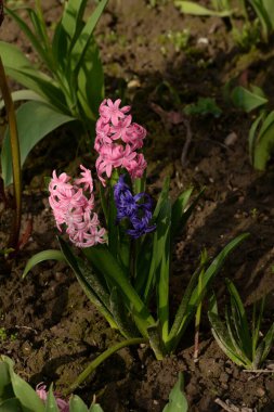 Hyacinth (lat. Hyacnthus, Asparagaceae familyasından bir bitki cinsidir..