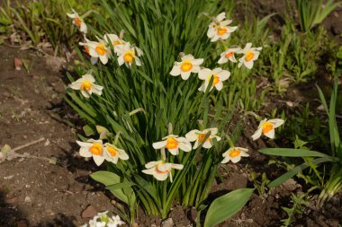 Narcissus, Narcissus, Marcis (Narcissus)