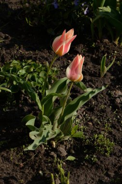 Bahçe lalesi (Tulipa gesneriana) 