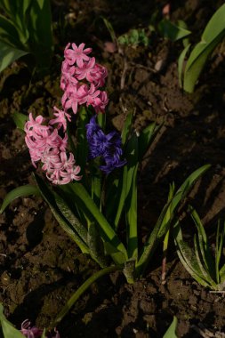 Hyacinth (lat. Hyacnthus, Asparagaceae familyasından bir bitki cinsidir.