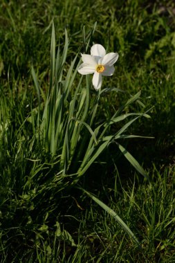 Narcissus, Narcissus, Marcis (Narcissus)