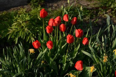 Bahçe lalesi (Tulipa gesneriana) 