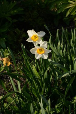 Narcissus, Narcissus, Marcis (Narcissus)
