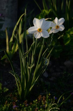 Narcissus, Narcissus, Marcis (Narcissus)