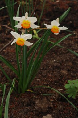 Narcissus, Narcissus, Marcis (Narcissus)