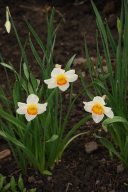 Narcissus, Narcissus, Marcis (Narcissus)
