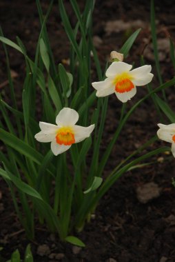 Narcissus, Narcissus, Marcis (Narcissus)