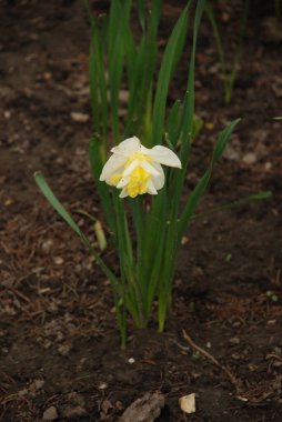 Narcissus, Narcissus, Marcis (Narcissus)