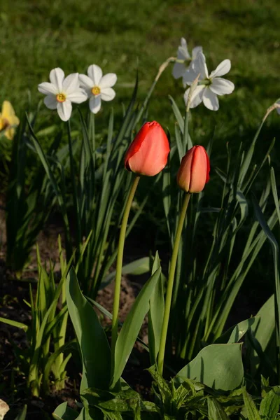 Garden Tulip Narcissus Narcissus Marcis — стоковое фото