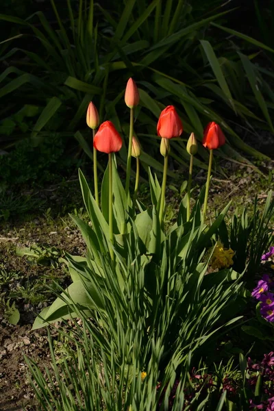 Garden Tulip Tulipa Gesneriana — стоковое фото