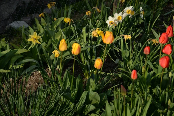 Garden Tulip Tulipa Gesneriana Narcissus Narcissus Marcis Narcissus — стоковое фото