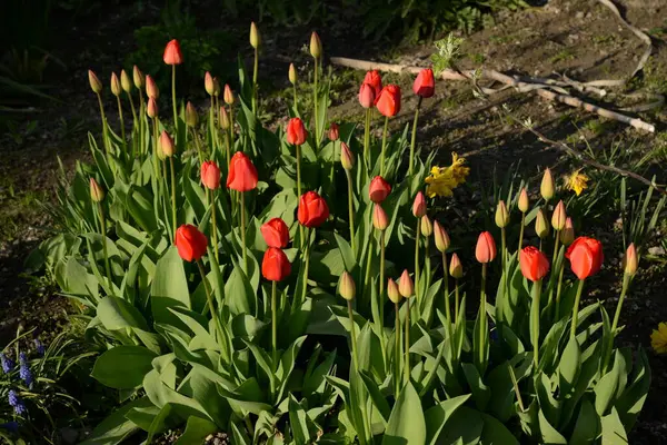 Garden Tulip Tulipa Gesneriana — стоковое фото