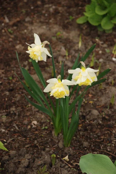 Narcissus Narcissus Marcis Narcissus — Stok fotoğraf