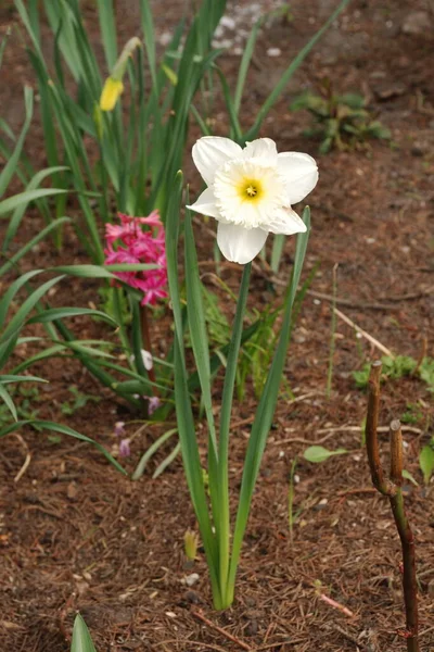 Narcissus, Narcissus, Marcis (Narcissus)