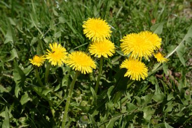 Dandelion (Tarxacum) - Paskalya ailesinin (Latince Asteraceae) daimi bitki cinsi.)
