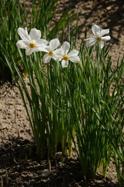 Bahar çiçekleri. Pricot, kayısı, sırık, daha fazla. Çiçek, çiçek.
