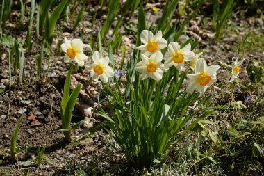 Bahar çiçekleri. Pricot, kayısı, sırık, daha fazla. Çiçek, çiçek.