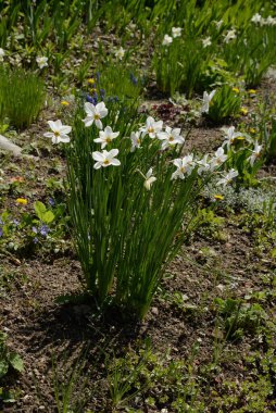 Bahar çiçekleri. Pricot, kayısı, sırık, daha fazla. Çiçek, çiçek.