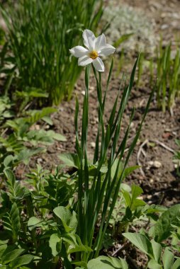 Bahar çiçekleri. Pricot, kayısı, sırık, daha fazla. Çiçek, çiçek.