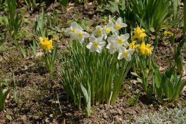 Bahar çiçekleri. Pricot, kayısı, sırık, daha fazla. Çiçek, çiçek.
