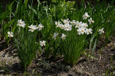 Bahar çiçekleri. Pricot, kayısı, sırık, daha fazla. Çiçek, çiçek.