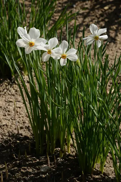 Bahar çiçekleri. Pricot, kayısı, sırık, daha fazla. Çiçek, çiçek.