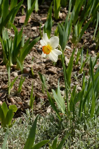 Bahar çiçekleri. Pricot, kayısı, sırık, daha fazla. Çiçek, çiçek.