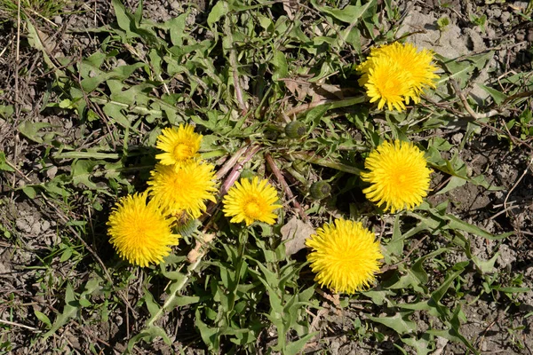 Dandelion Tarxacum Genus Perennial Herbaceous Plants Aster Family Latin Asteraceae — стоковое фото