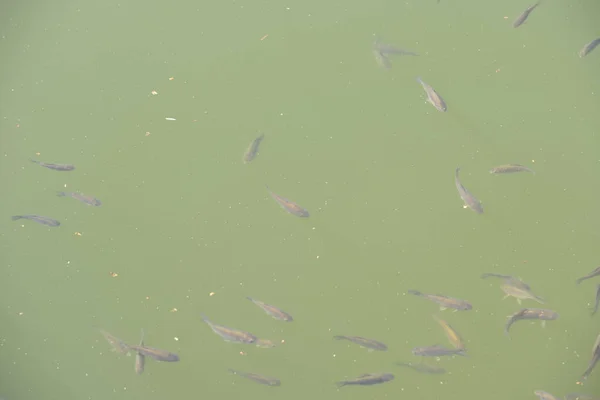 Fische Teich — Stockfoto