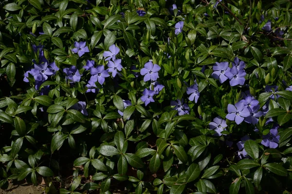 Periwinkle Vinca Genus Flowering Plants Periwinkle Cut Family Apocynaceae — ストック写真