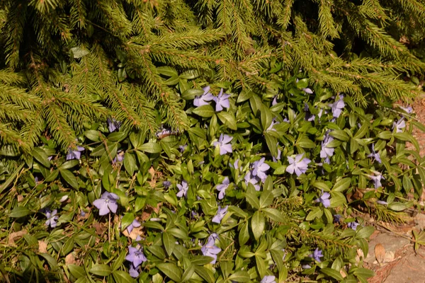 Periwinkle Vinca Genus Flowering Plants Periwinkle Cut Family Apocynaceae — стокове фото