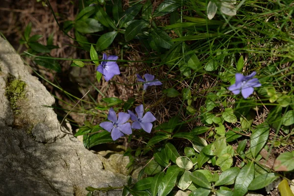 Periwinkle Vinca Genus Flowering Plants Periwinkle Cut Family Apocynaceae — Stock Photo, Image