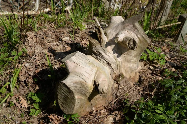 Alter Trockener Entwurzelter Baumstumpf — Stockfoto