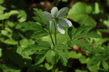 Anemone korusu, kenevir korusu, anemon meşesi (Anemone nemorosa)