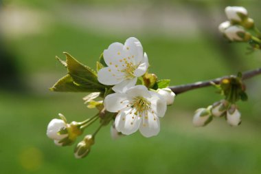Bahar çiçekleri. Pricot, kayısı, sırık, daha fazla. Çiçek, çiçek.