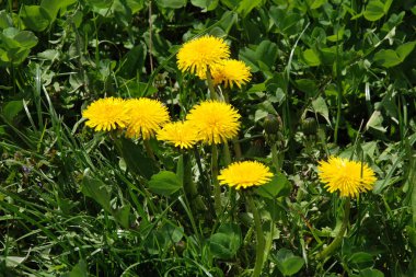 Dandelion (Tarxacum) - Paskalya ailesinin (Latince Asteraceae) daimi bitki cinsi.)