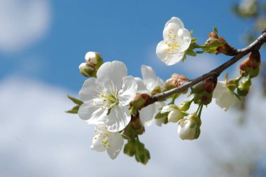Bahar çiçekleri. Pricot, kayısı, sırık, daha fazla. Çiçek, çiçek.