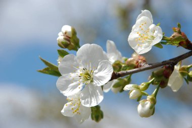 Bahar çiçekleri. Pricot, kayısı, sırık, daha fazla. Çiçek, çiçek.