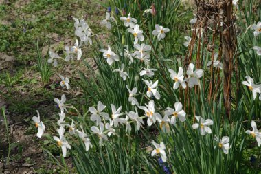 Narcissus, Narcissus, Marcis (Narcissus)