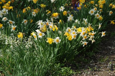 Narcissus, Narcissus, Marcis (Narcissus)