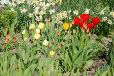 Narcissus, Narcissus, Marcis ve lale