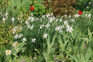 Narcissus, Narcissus, Marcis (Narcissus)