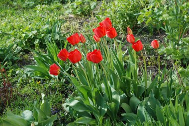 Lale, zambak familyasından bir bitki cinsidir.