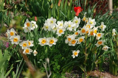 Narcissus, Narcissus, Marcis (Narcissus)