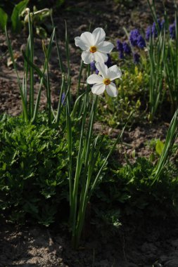 Narcissus, Narcissus, Marcis (Narcissus)
