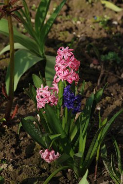 Hyacinth (lat. Hyacnthus, Asparagaceae familyasından bir bitki cinsidir..