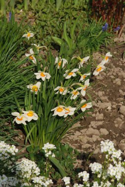 Narcissus, Narcissus, Marcis (Narcissus)