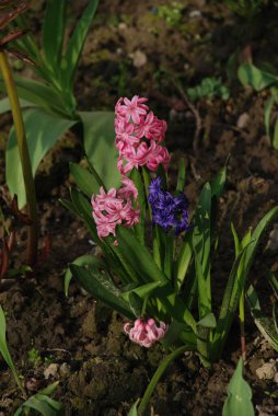 Hyacinth (lat. Hyacnthus, Asparagaceae familyasından bir bitki cinsidir..