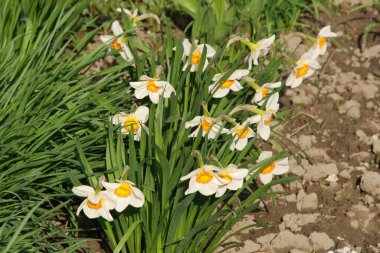 Narcissus, Narcissus, Marcis (Narcissus)